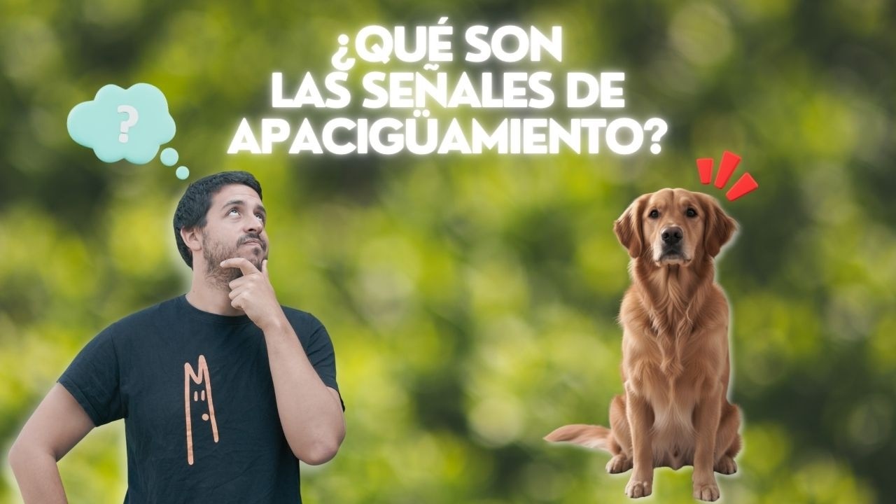 Señales de apaciguamiento en perros: lo que no ves, puede evitar un mordisco
