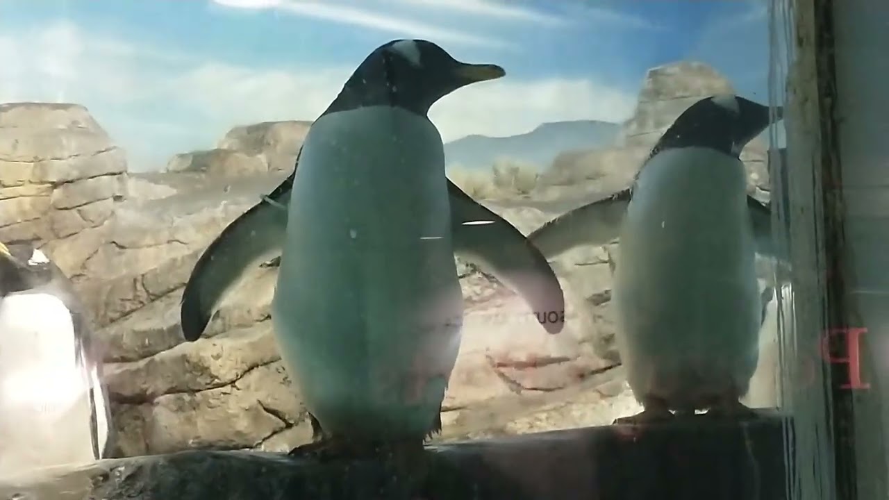 ZTV Zoo Trip 2025