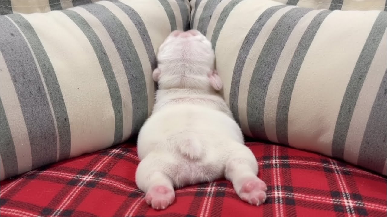 Cute Puppy and Kitten Moments to Cleanse Your Soul