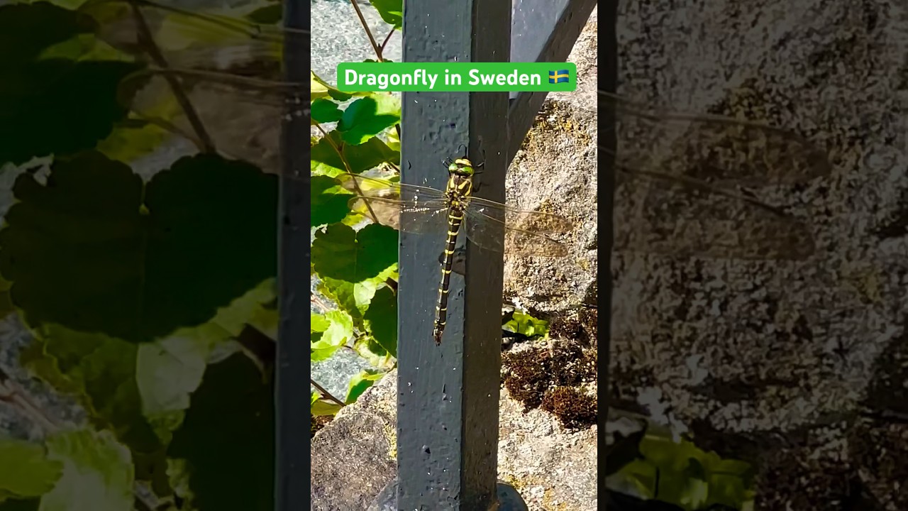 Dragonfly, beauty of nature in Sweden 🇸🇪 #sweden #travel #viral #visitsweden #dragonfly #nature