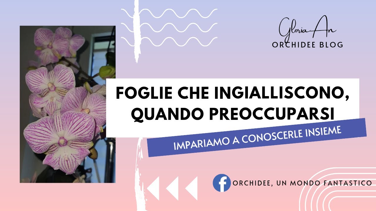 Foglie che ingialliscono, quando ci dobbiamo preoccupare?