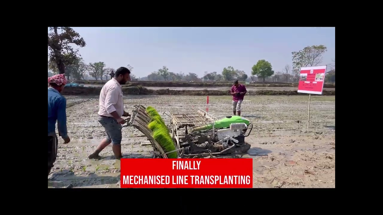 Paddy Transplanting at Bargarh #govtofodisha 