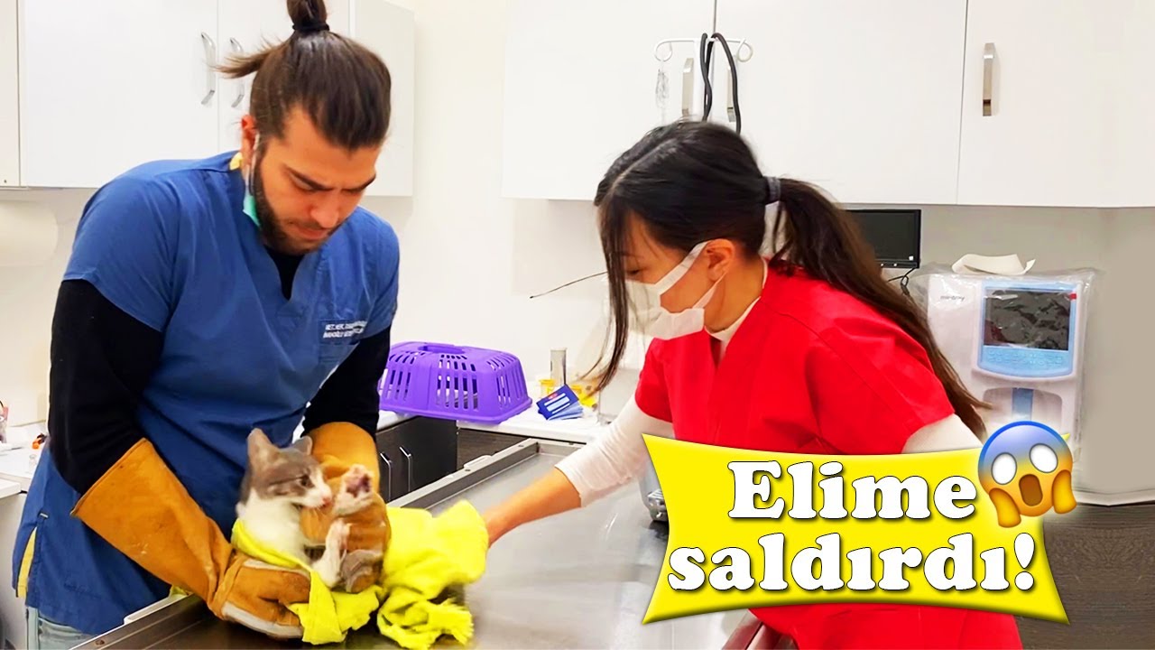 Злой кот усложняет нам медицинское обследование! #TheVet