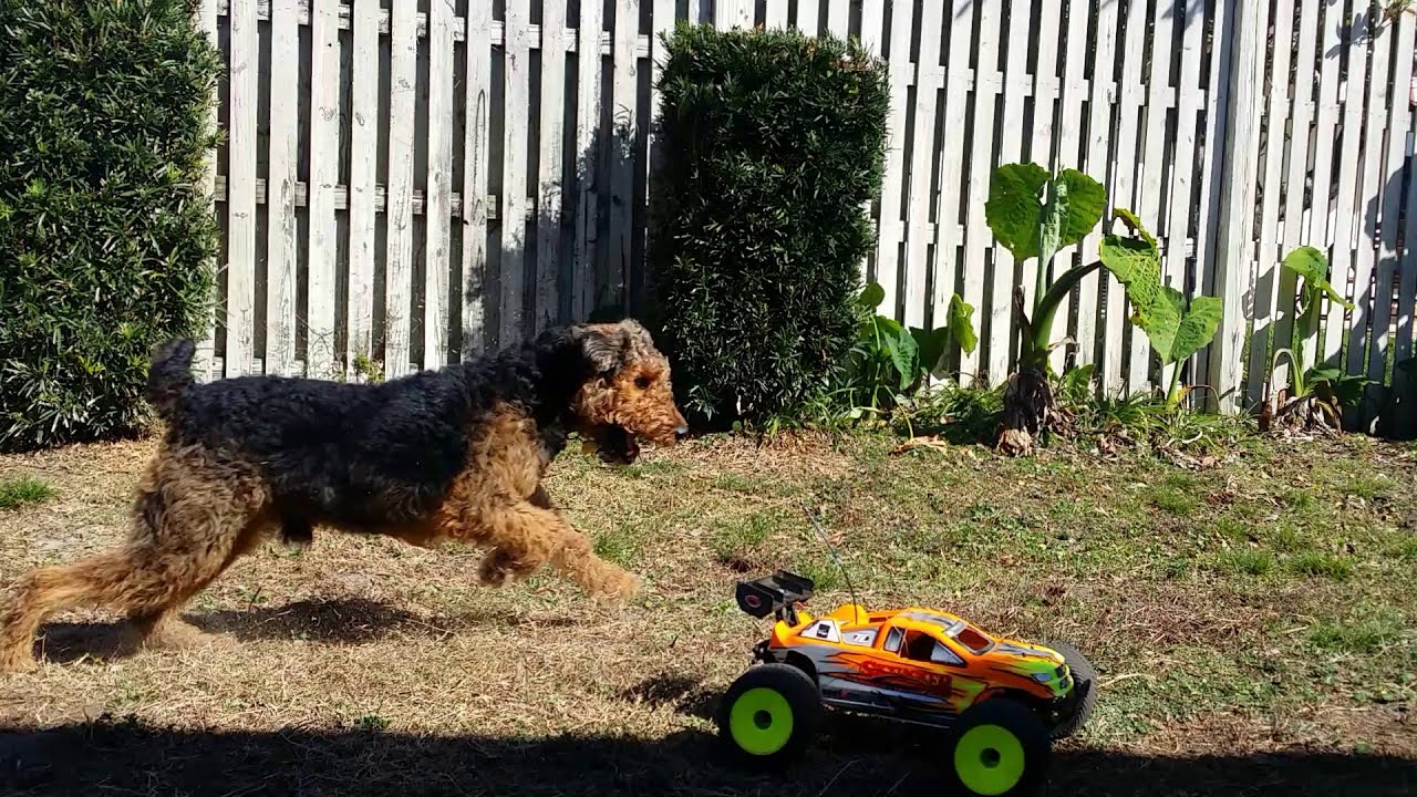 Airedale  muggy test