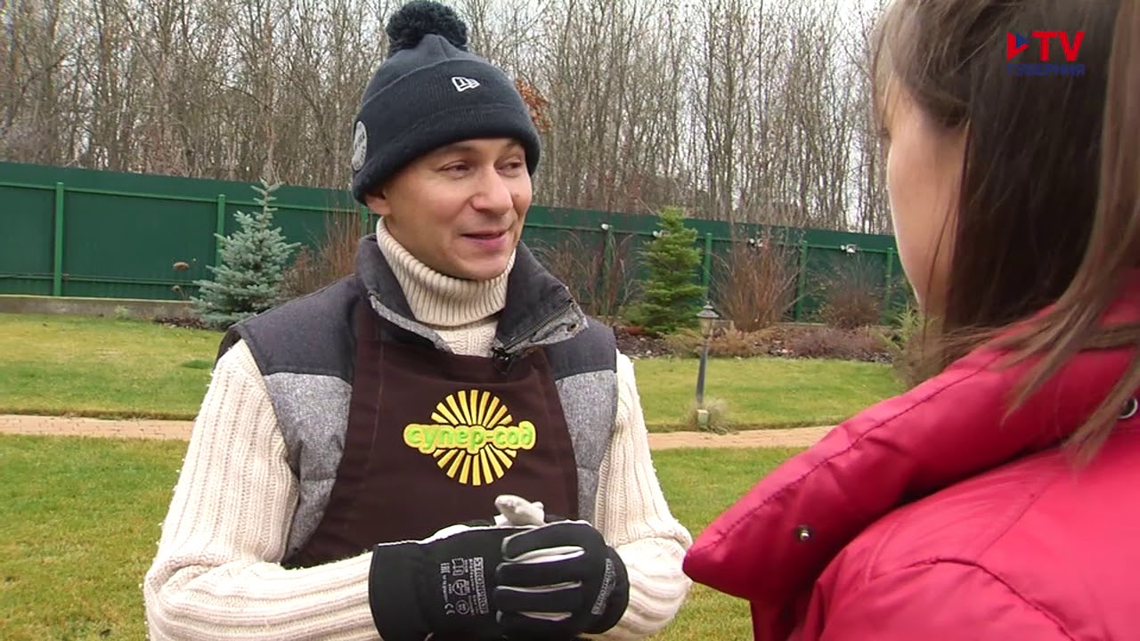 Подготовка газона к зиме. Как правильно подготовить газон к зиме