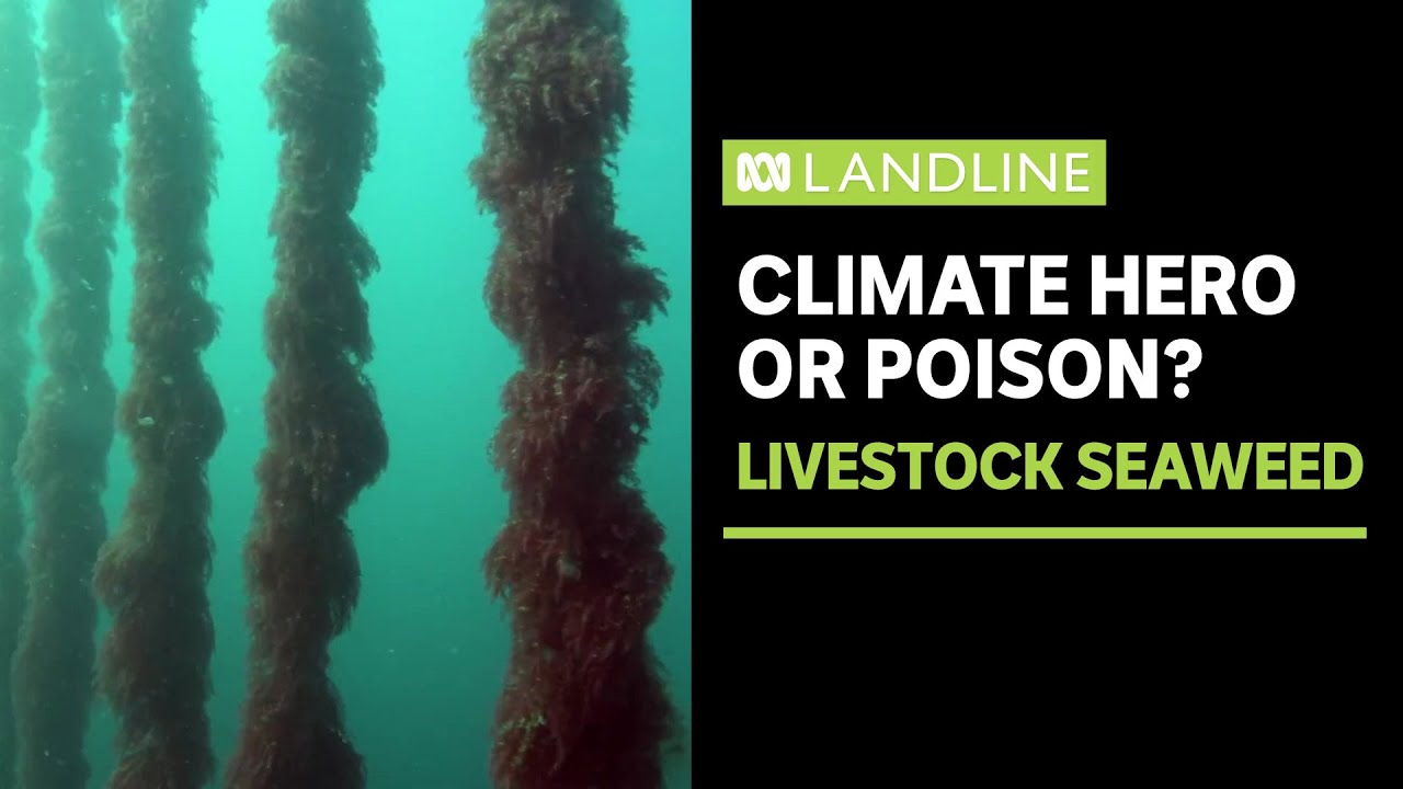 Safety concerns over cattle feed hailed as methane-reducing solution | Landline | ABC In-depth