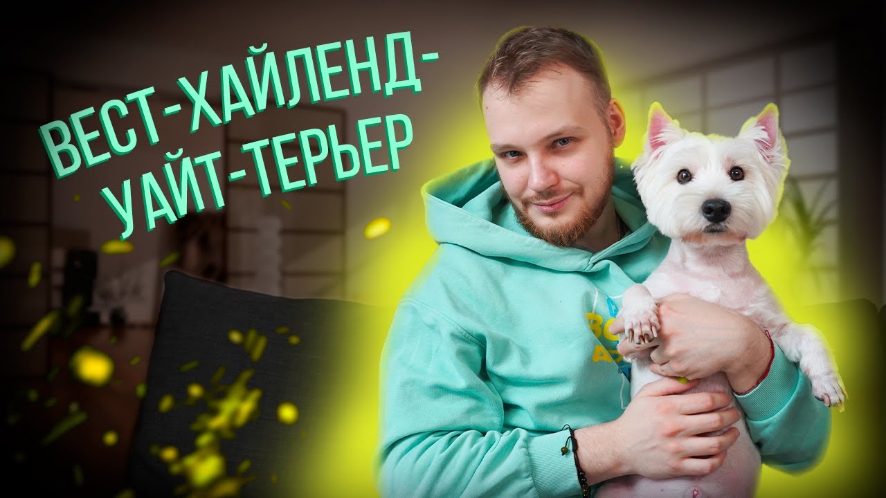 ВЕСТ- ХАЙЛЕНД- УАЙТ-ТЕРЬЕР| все о породе| личный опыт владения породой| МАЛЕНЬКИЙ КОМОЧЕК СЧАСТЬЯ
