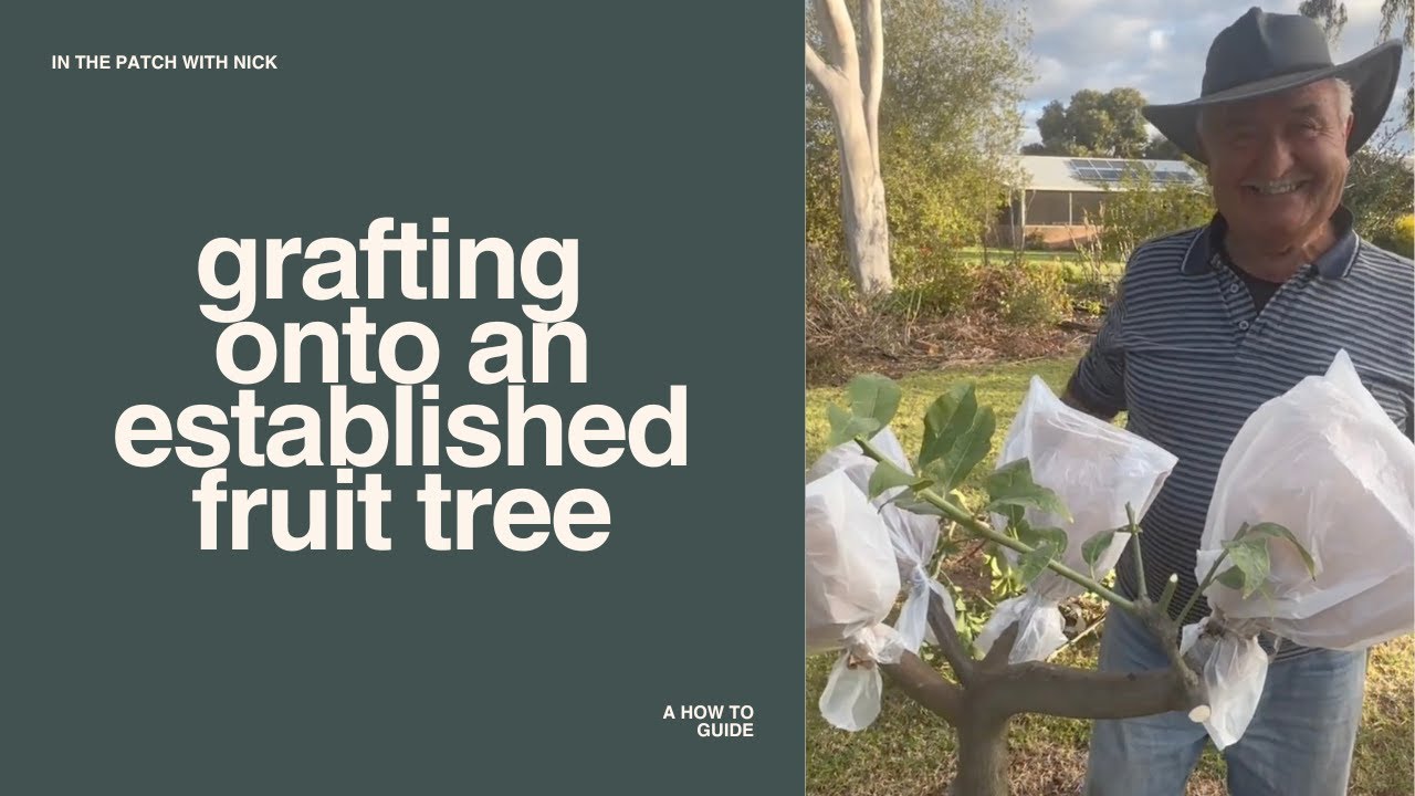 How to Graft Onto An Established Lemon or Fruit Tree | Full Grafting Demo