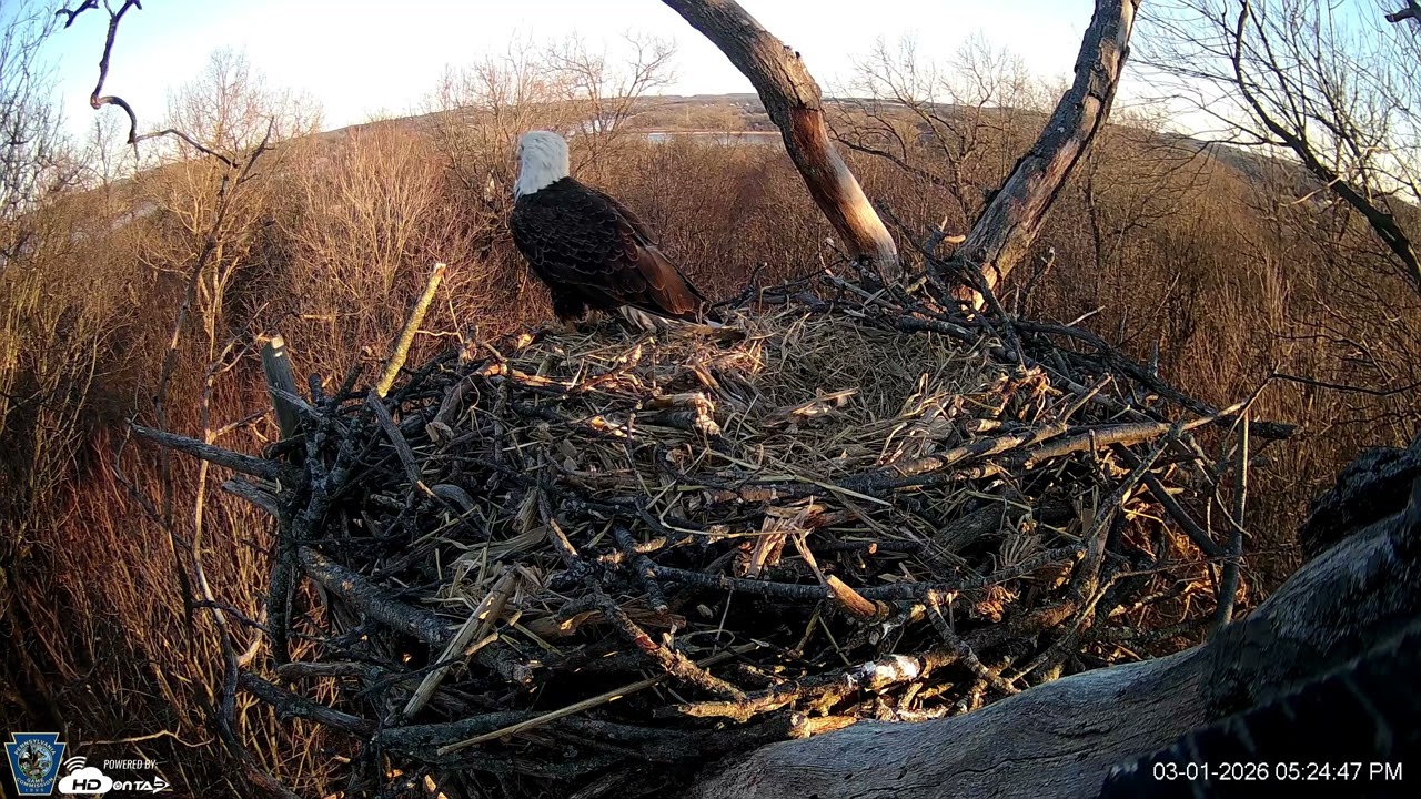 Hanover Eagles Live Cam   HDOnTap — Mozilla Firefox 2026 03 01 17 23 38