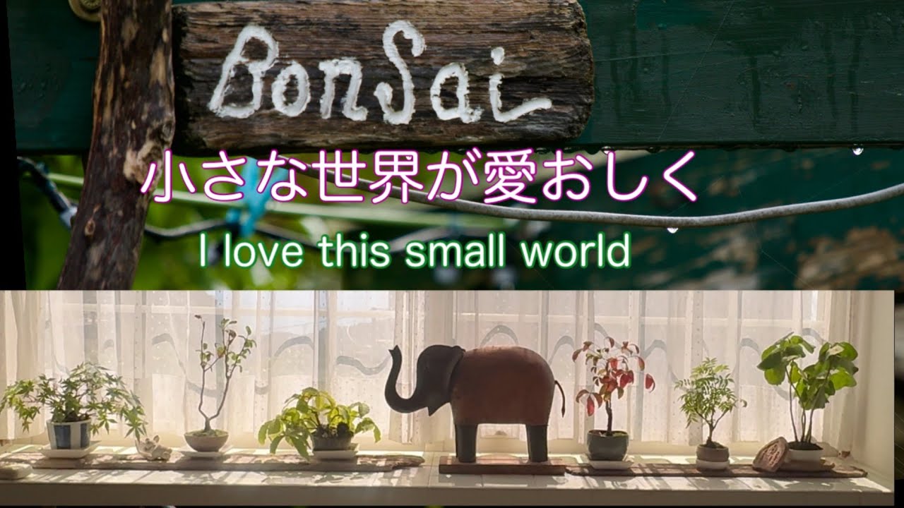 #小さな器の中の世界🪴#The world of small pots#房総勝浦移住life 79歳