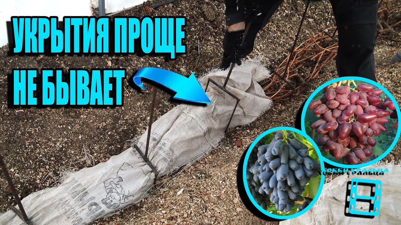 ЛАЙФХАК - НАДЕЖНОЕ УКРЫТИЕ ВИНОГРАДА НА ЗИМУ В СРЕДНЕЙ ПОЛОСЕ. СЕВЕРНЫЙ ВИНОГРАДНИК 22-1