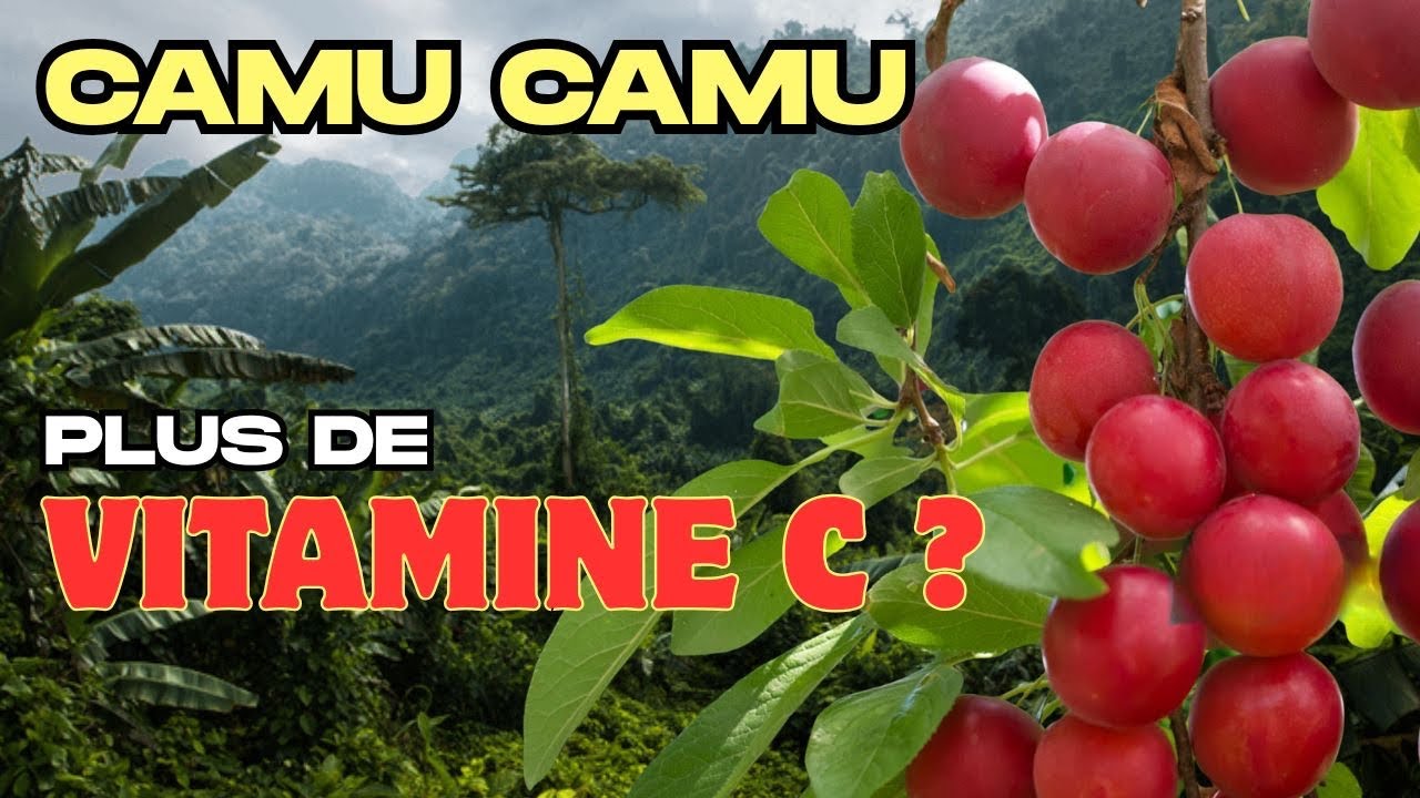 Le camu camu figure-t-il parmi les fruits les plus riches en vitamine C au monde ?