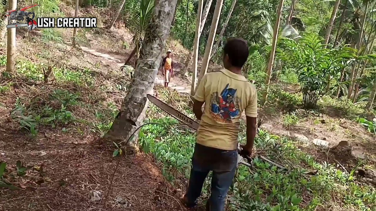 Lima Pohon Kelapa Tumbang Sekaligus .. || Mesin Senso 1 Lawan 2 .