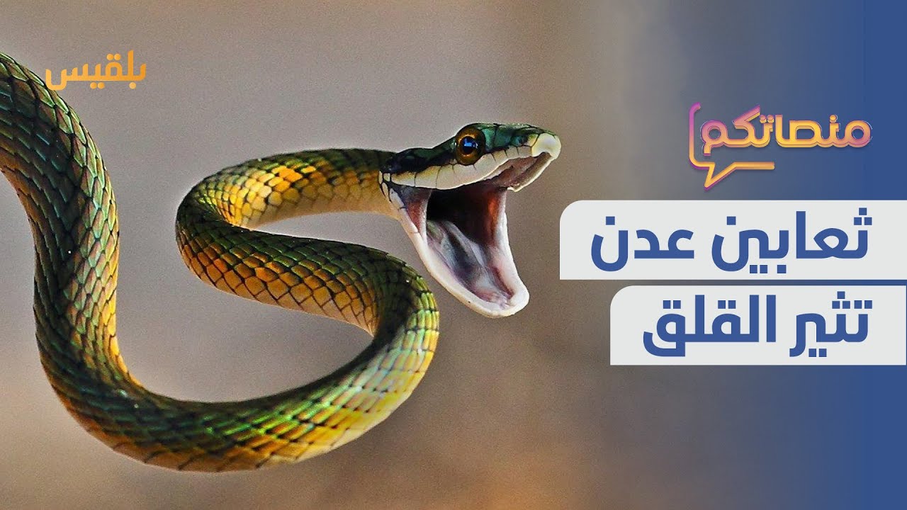 ثعابين عدن تثير قلق السكان في أحياء المعلا | منصاتكم