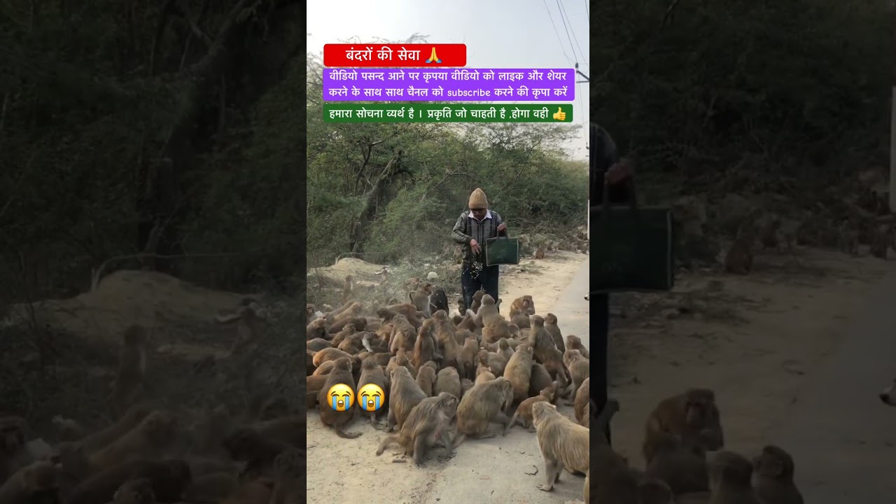 बंदरों की सेवा l bandar l langur l wild life l Rani monkey l jungli janwar l monkey l
