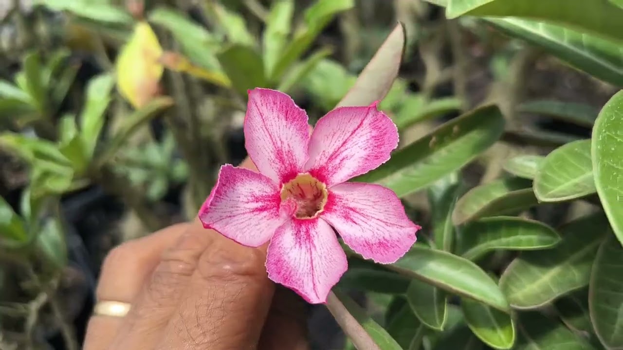 A promoção das nas rosas do deserto grande continua 
