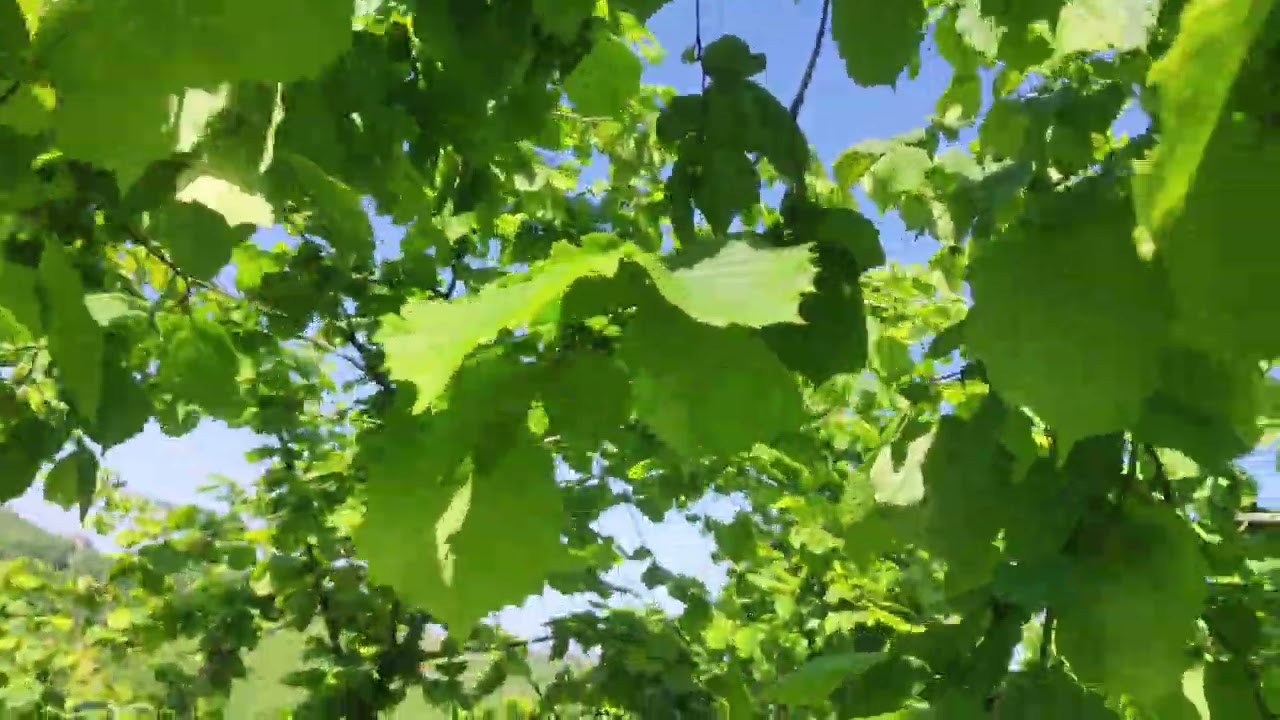 Fındık böceği kokarca mantar hastalığı yani küf ayrıca yapraktan besleme zamanı gelmiştir