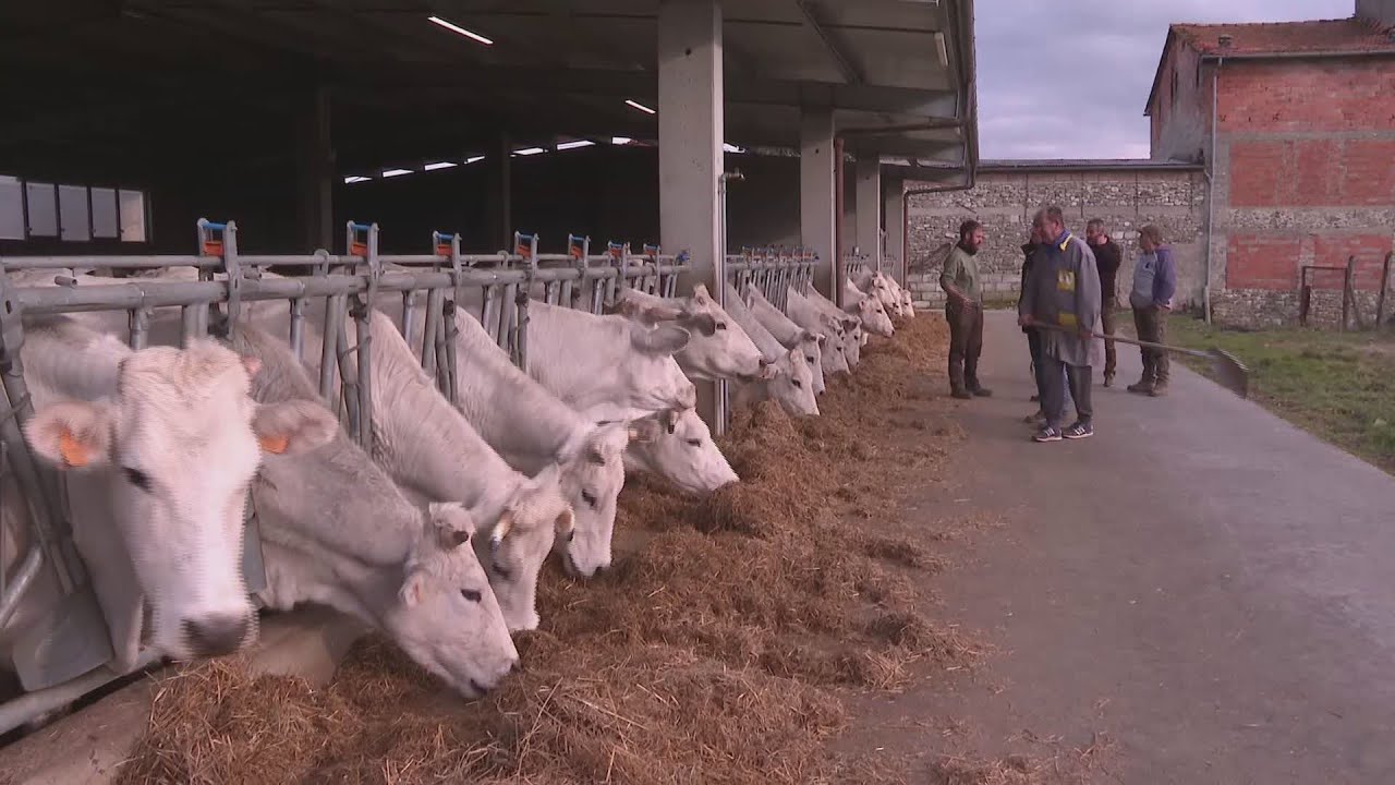 Stalle piene: crollo delle vendite della chianina