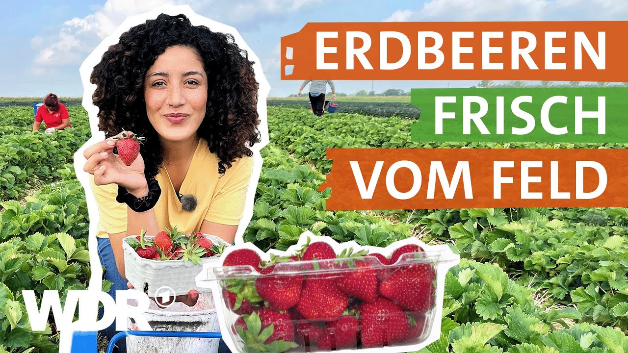 Warum die Erdbeerernte so harte Arbeit ist | neuneinhalb | WDR