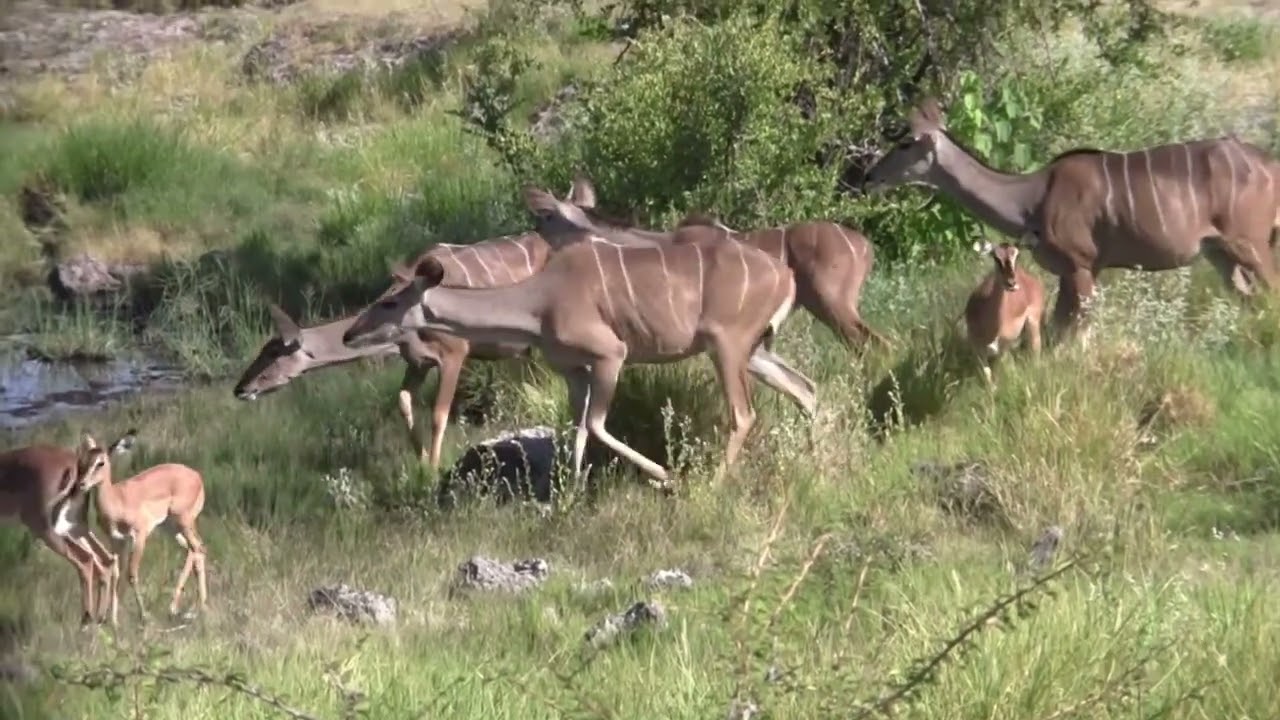 2013-za video clip 23 etosha 08 movie
