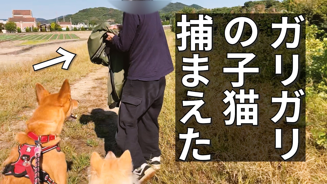 ガリガリの子猫にメシを食わせまくる【生後５ヶ月・体重たった１キロ】