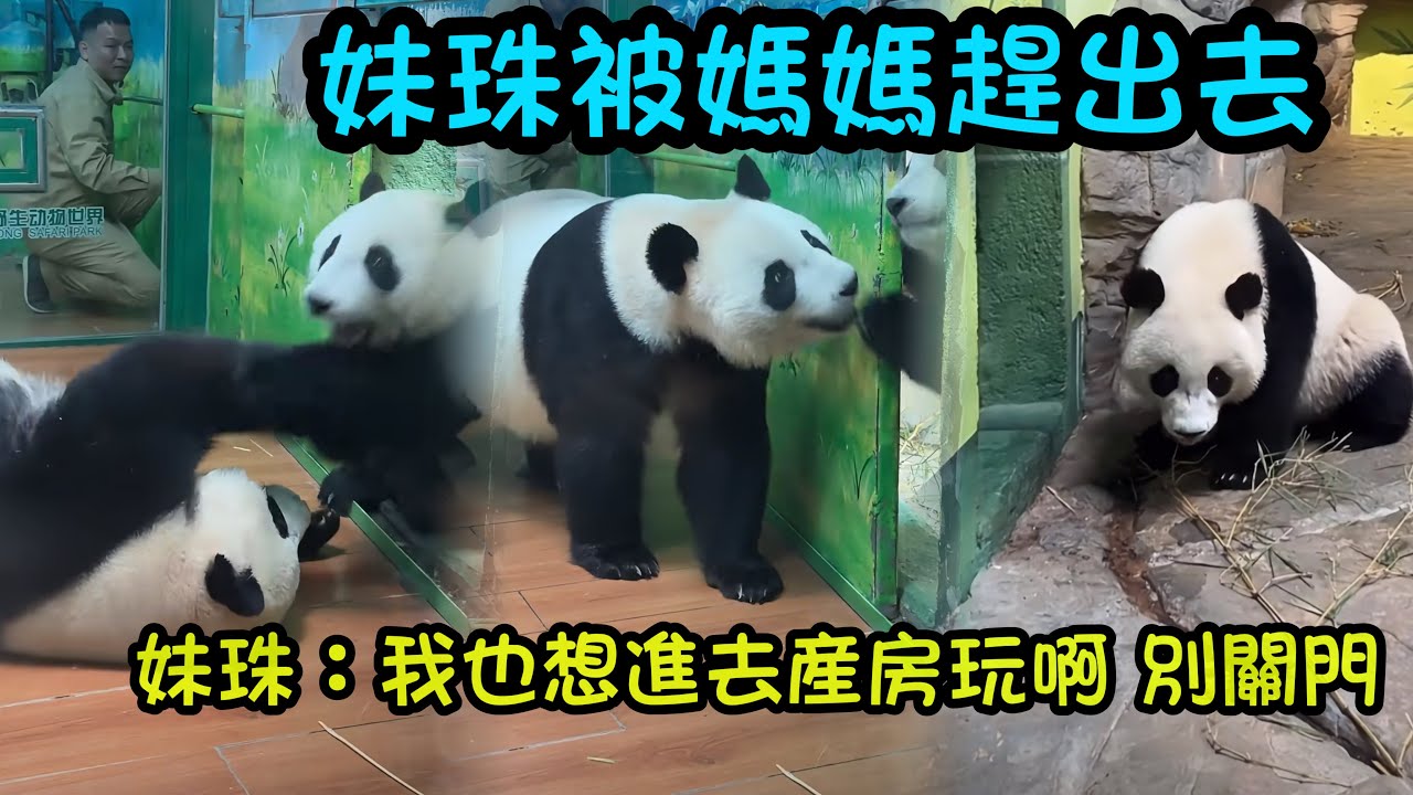 妹珠調皮打攪媽媽吃飯，被媽媽趕出去產房，妹珠倔強的小手扶著門不讓關門#panda #cutepanda  #熊貓妹珠