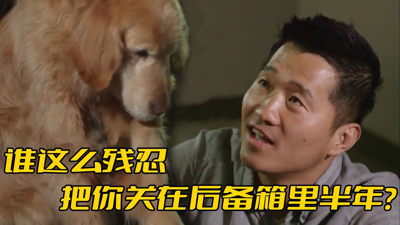 金毛被關在後備箱養了半年，訓犬師前去解救，卻意外牽扯出一段心酸故事