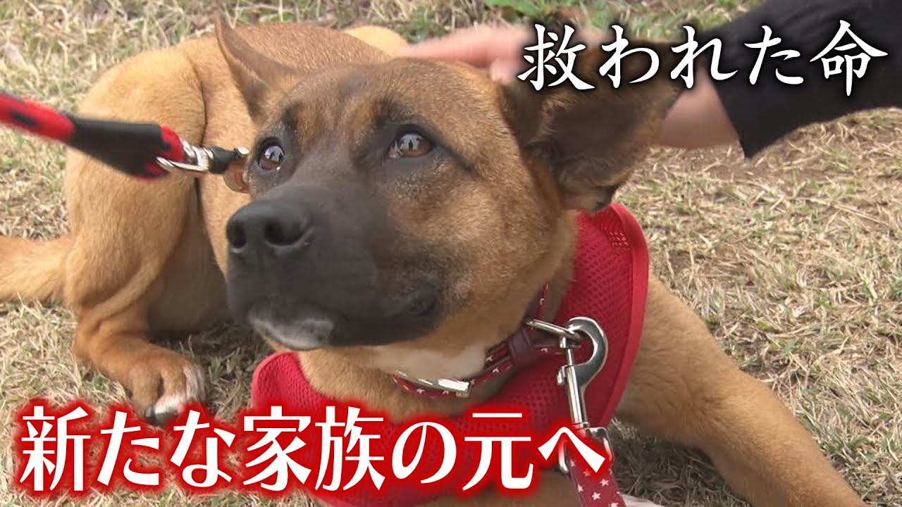 【救われた命】街さまよい「保護犬」新たな家族の元へ　地域住民が捕獲・引き取り
