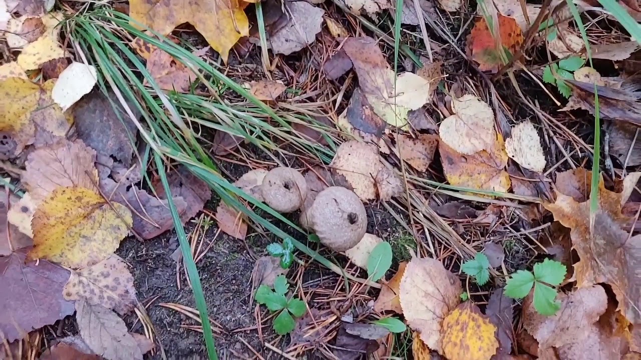 Pierusieni