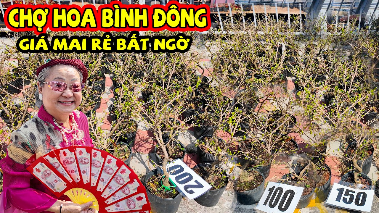 Shock Giá Mai Giảm Bất Ngờ Còn 250K Nhiều Người Kéo Về Bến Bình Đông Mua Hoa Chơi Tết Trưa 23 Tết