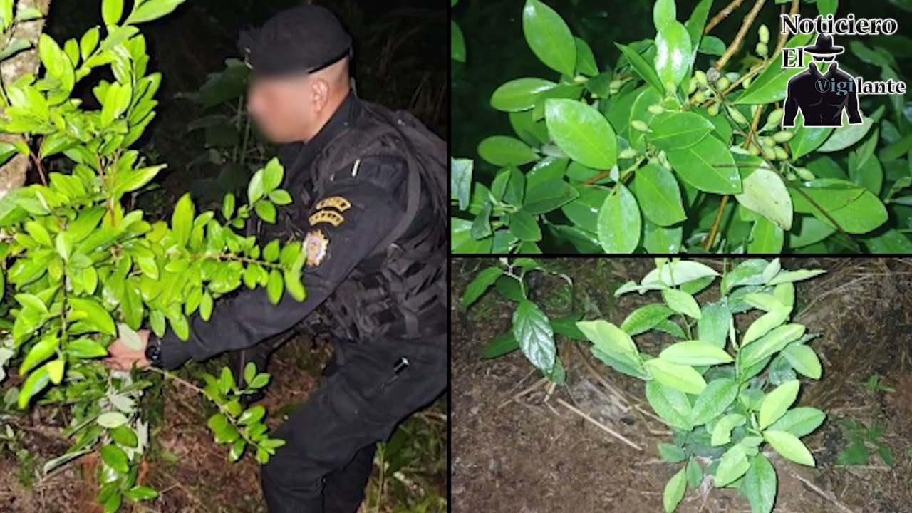 SGAIA, PNC, MP y Ej&eacute;rcito de Guatemala erradicaron plantaciones de coca&iacute;na