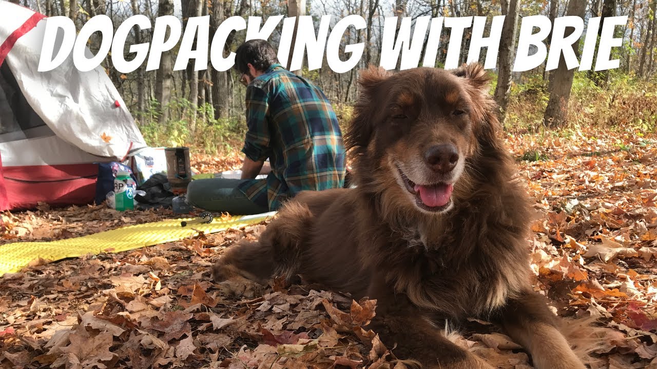 DOGPACKING WITH BRIE