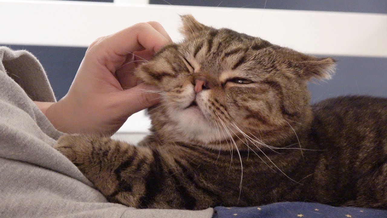 A Lovely Lap Kitty, LuLu (ENG SUB)