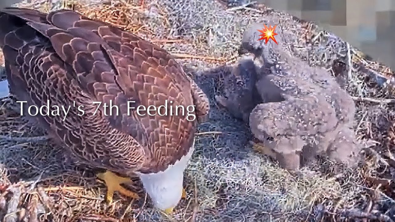 #171🦅🐥26°🐥21°／Winter Park Eagle Nest 2026／Against All Odds:One-Eyed Mom／by Winter Park Eagle Cam