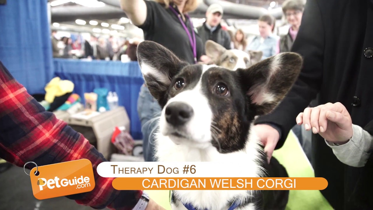 Top 10 Best Therapy Dog Breeds