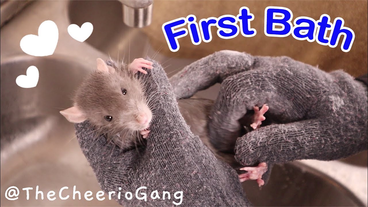 How-To Bathe Your Rat (2 Rats, 1 wSkin Problems)