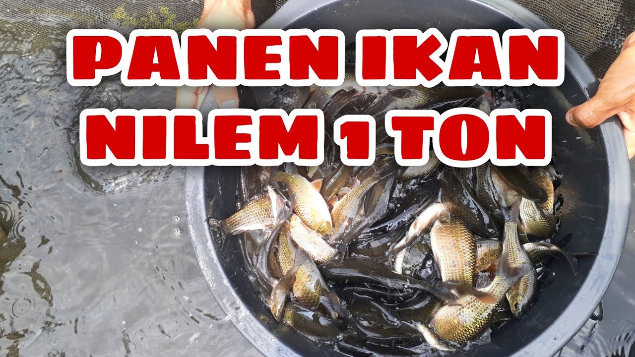 PANEN IKAN NILEM
