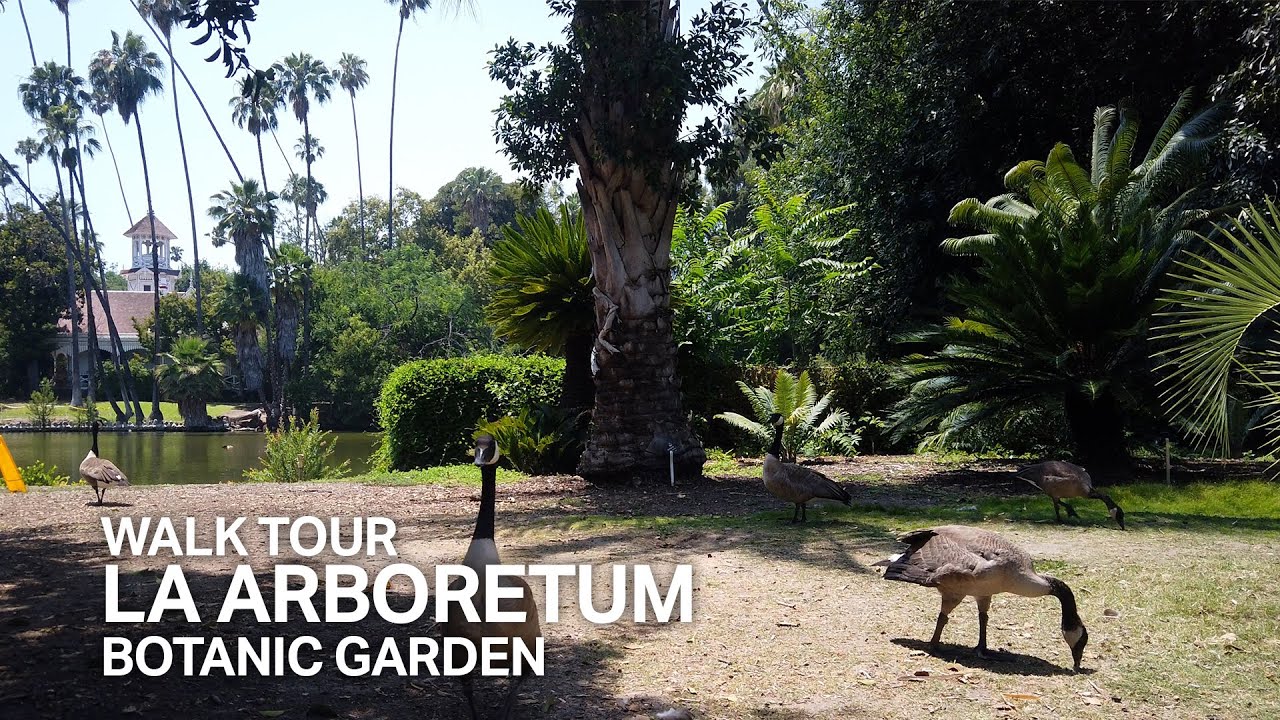 [LA Street View Tour] Los Angeles Arboretum, Botanic Garden [4K]