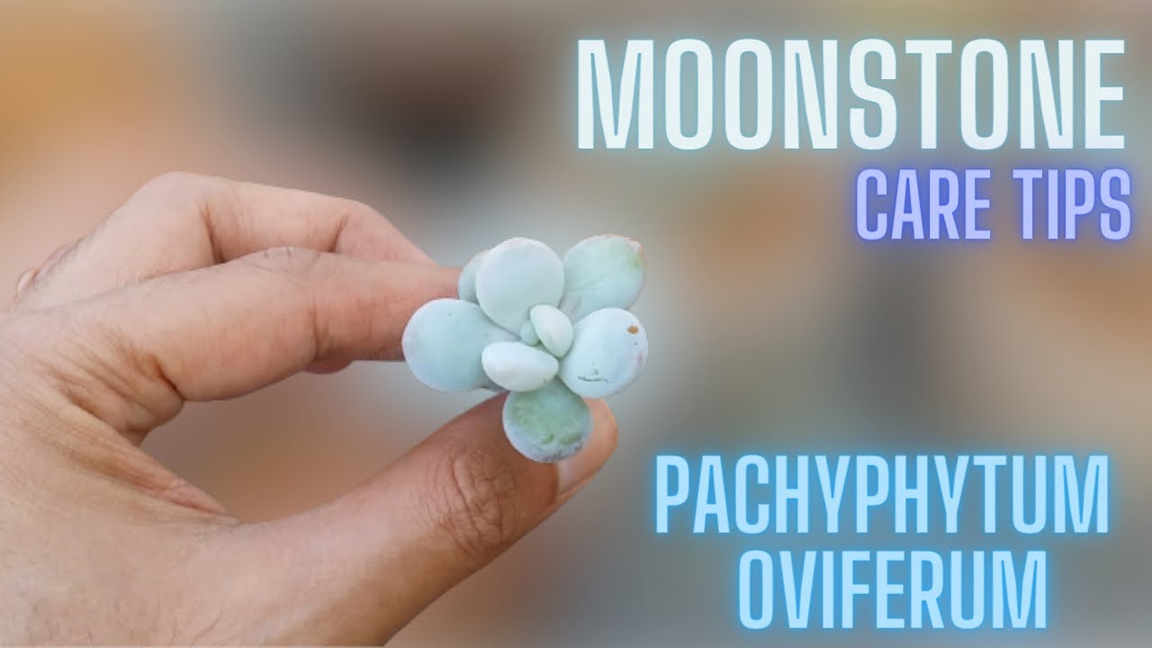 MOONSTONE CARE TIPS || PACHYPHYTUM OVIFERUM ||