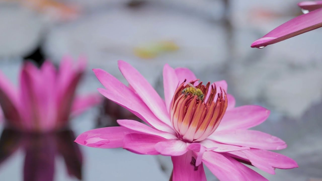 Complejo Jardín Huayacán