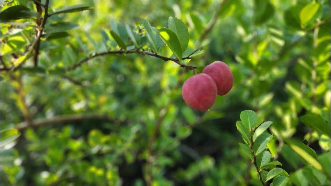 Экскурсия по полуострову Седрос на юге Тринидада.