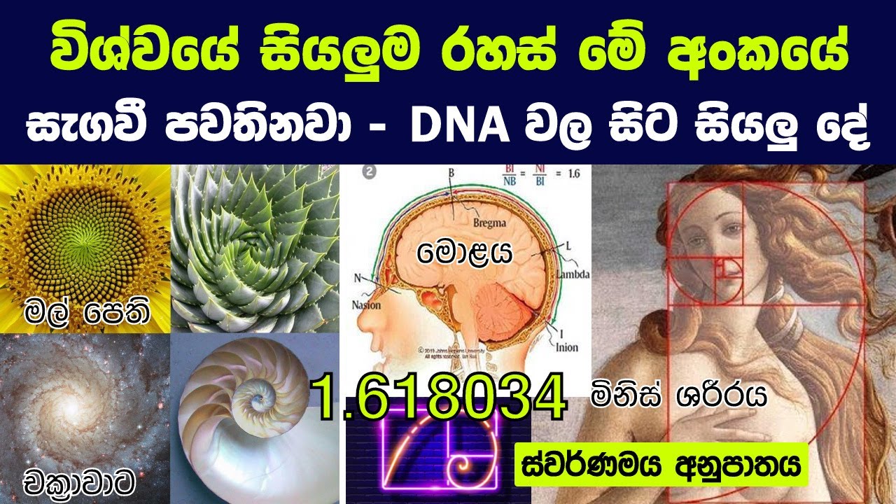 1.618034 විශ්වයේ සියලුම රහස් මේ අංකයේ සැගවී පවතිනවා | Fibonacci and the Golden Ratio