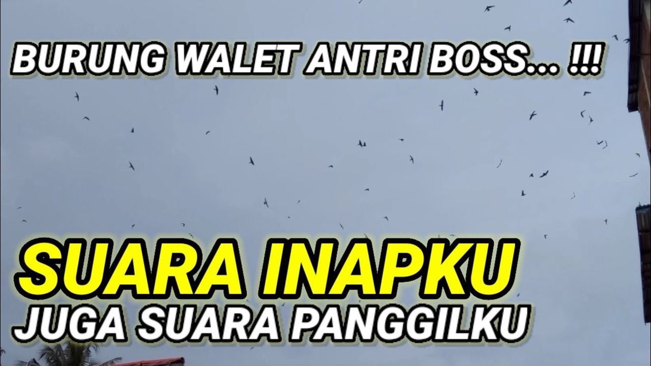 Sp Suara INAPKU juga suara PANGGILKU 1. suara inap walet berkualitas. Respon terbaik sepanjang masa