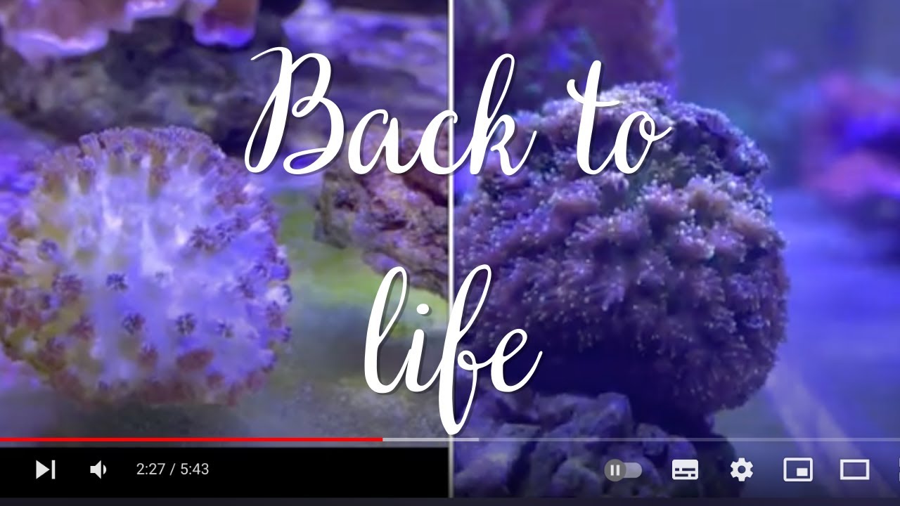 Reef Tank Transformation: Watch Corals Come Back to Life!