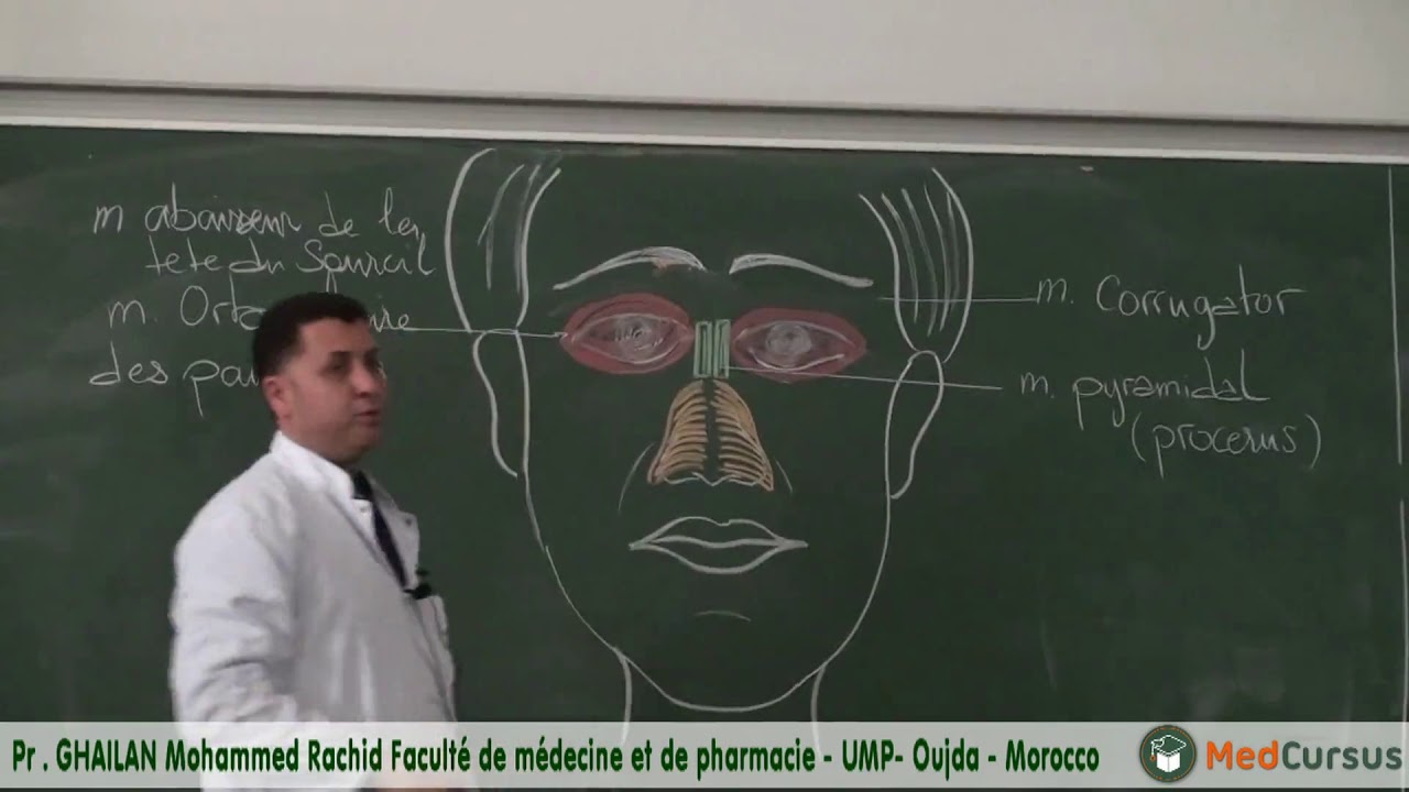 Les muscles de la Face - Partie 2 - : Pr.  GHAILAN  Mohammed Rachid fac de médecine oujda