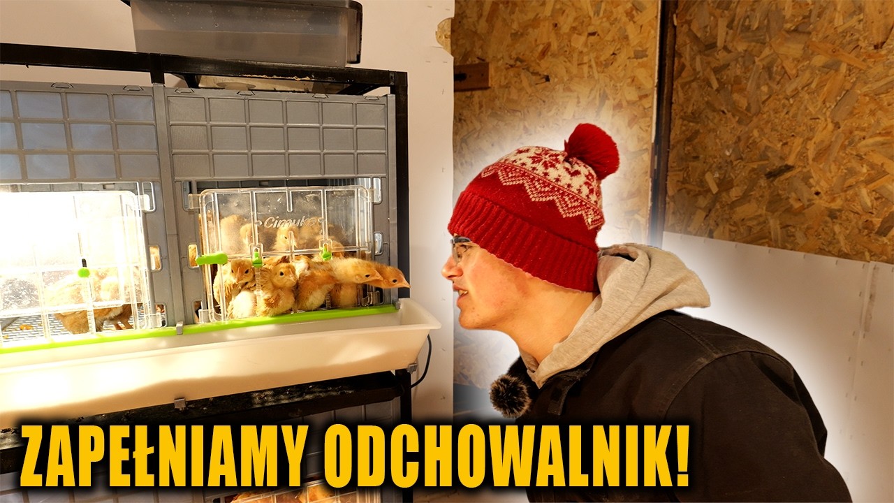PIERWSZE PISKLAKI W ODCHOWALNIKU!