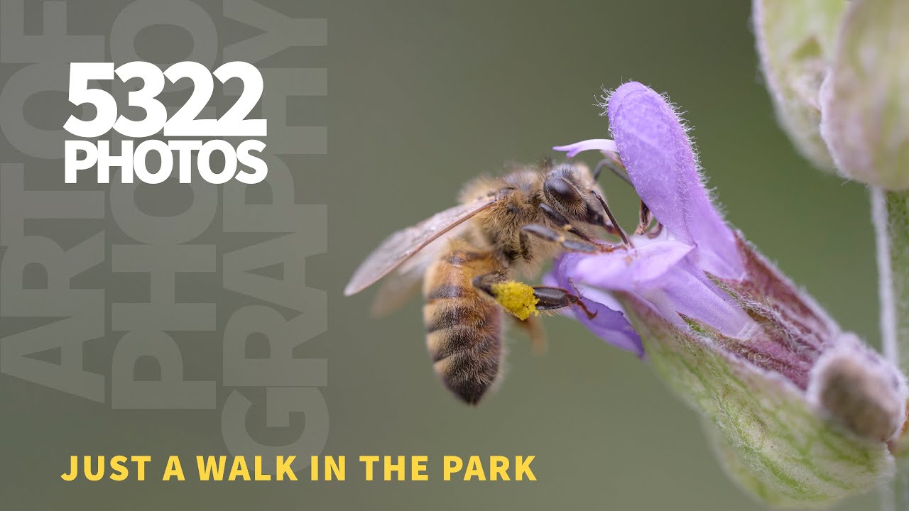 A walk in the park gone wrong – In a good way