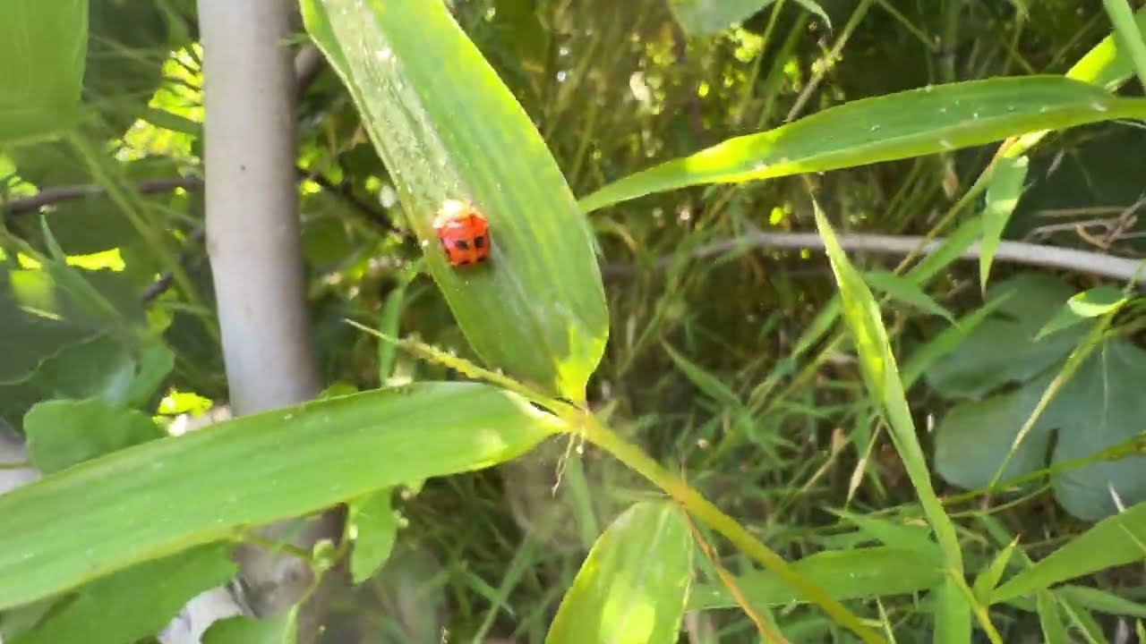 lady bugs and grape buds