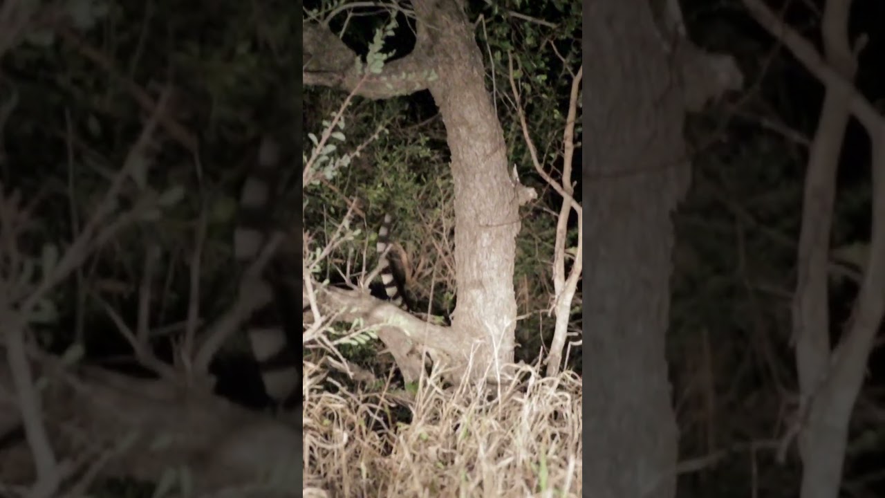 Large Spotted Genet Scurries Down Tree  #wildlife