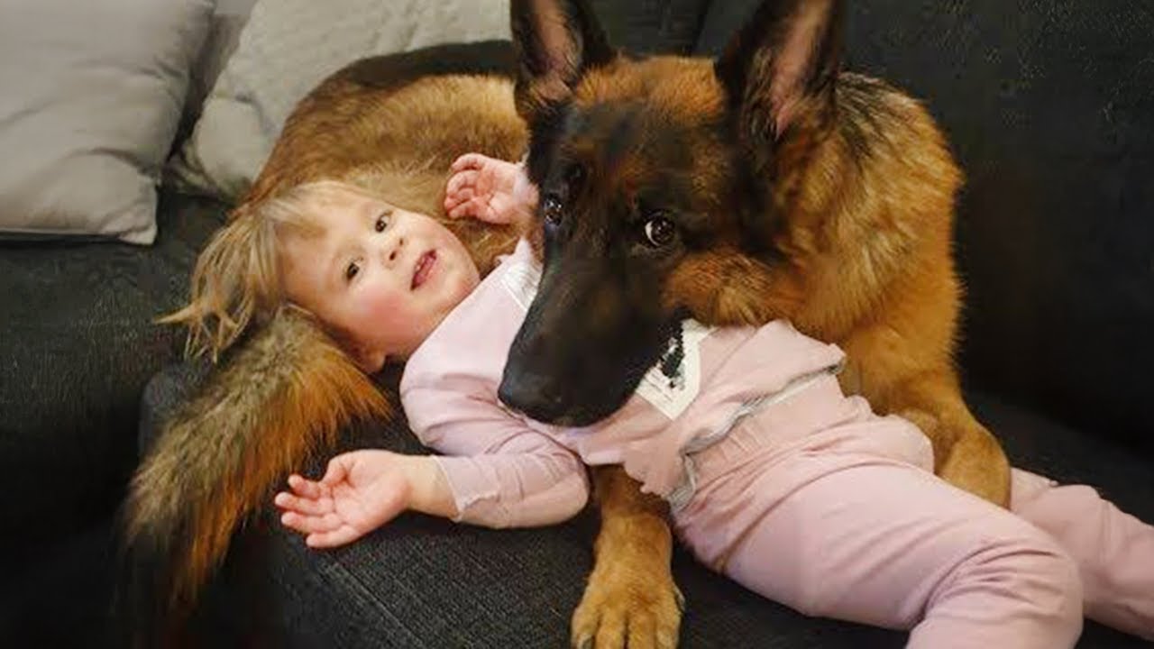 Huge German Shepherds Guard the Baby Like a True Sibling